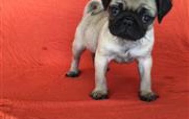 Hermoso perrito pug